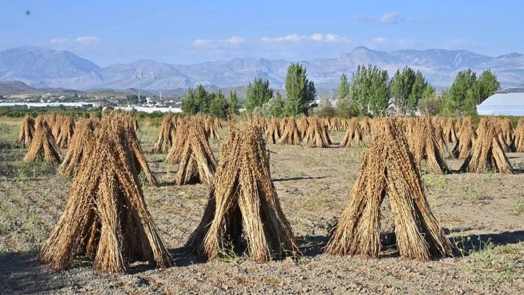 Manavgat’ın Altın Susamı 5 Yıldızlı Otellerin Mutfağını Süslüyor 1